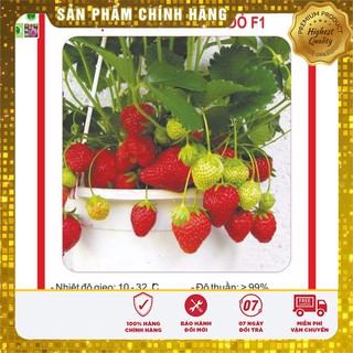Hạt giống Dâu tây Đỏ QUẢ SIÊU TO và NĂNG SUẤT 100 Hạt [Bán Sỉ]