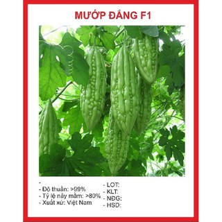 10 Hạt giống mướp đắng (khổ qua mỡ F1 )