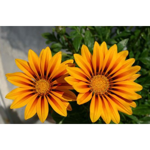 20 Hạt Giống Hoa cúc Gazania (cúc châu Mỹ)