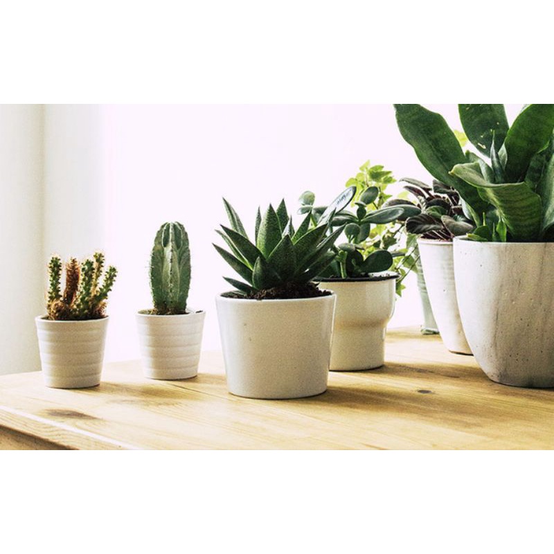 Chậu cứng Bộ sưu tập xanh