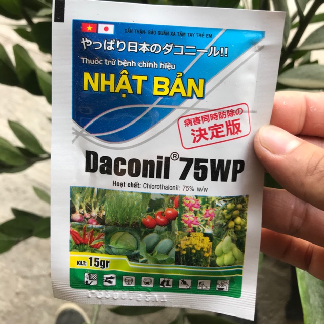 Thuốc trừ bệnh Daconil 75wp chính hiệu nhật bản đặc trị phấn trắng hoa hồng sương mai mốc sương