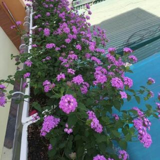 Hoa ngũ sắc tím leo rủ