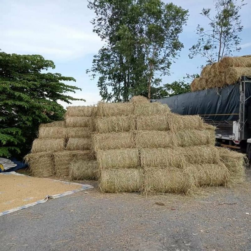 500gr RƠM KHÔ TỰ NHIÊN  VÙNG LÚA BẠC LIÊU