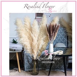 hoa cỏ lau khô màu kem sáng siêu đẹp , bông cỏ lau deco vintage màu sáng sang trọng