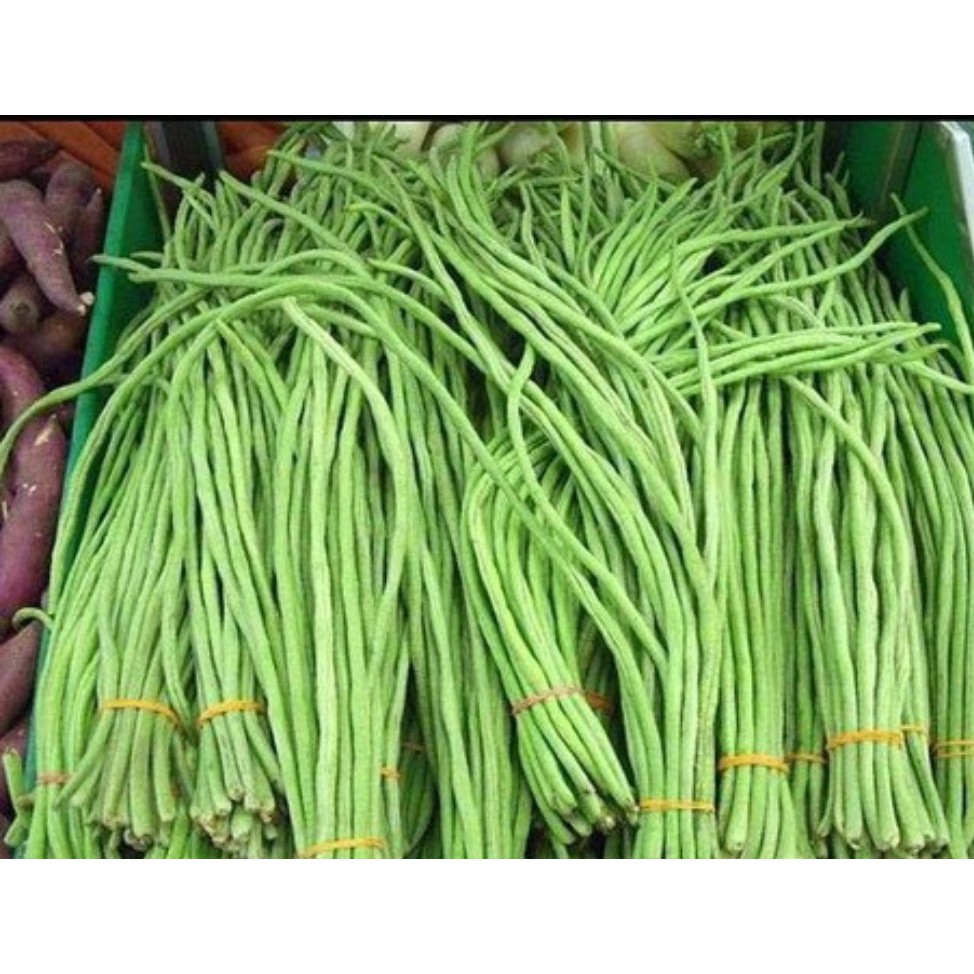 20GR - Hạt giống đậu đũa trái dài