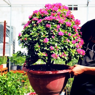 Cây 🌲 Giấy Mỹ đang hoa