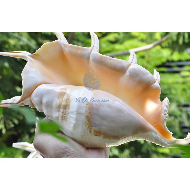 VỎ ỐC TAI BẸ TRẮNG LỚN