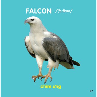Bách Khoa Toàn Thư Cho Bé - Các Loài Chim