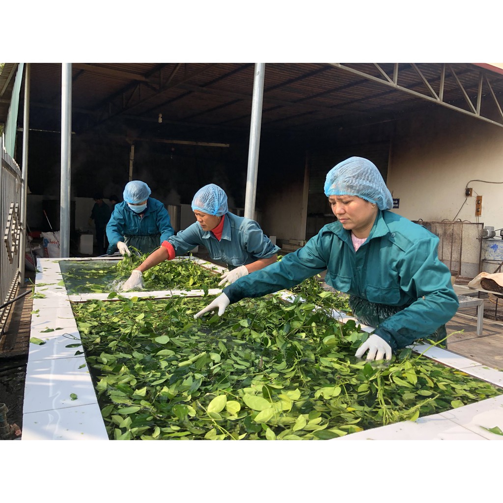 Cao dây thìa canh 100gr  - Nông Dược Yên Bái