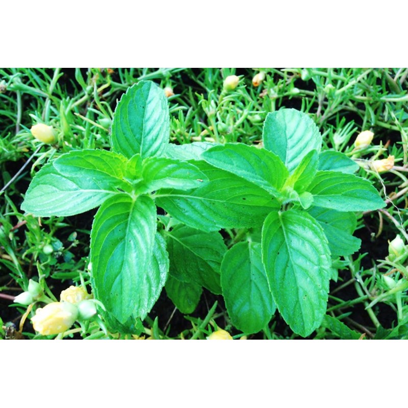 Bạc hà pháp - âu bầu giống