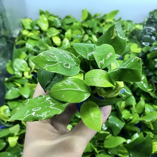 Cây Ráy Lá Vàng (CÂY THỦY SINH)
