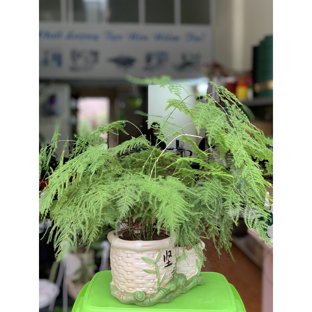 Cây Lá Măng , Tặng Phân Bón, Số Lượng Có Hạn.