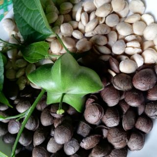 Hạt sachi rang muối hoặc sấy chín ăn liền 500g