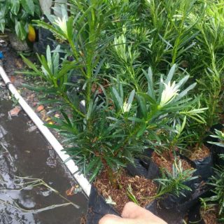 Tùng la hán giống 30cm