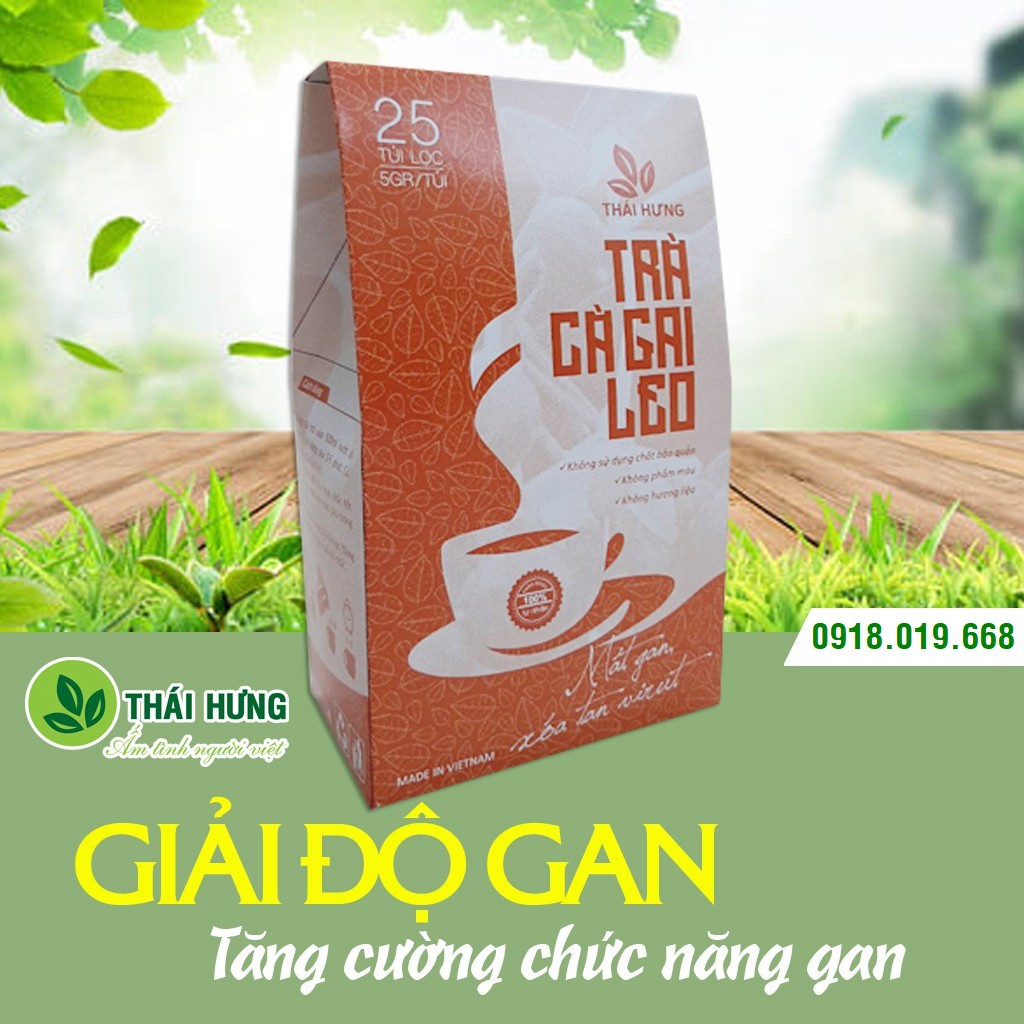 Trà Cà Gai Leo THÁI HƯNG thải độc gan, mát gan, bảo vệ gan, giảm mỡ trong gan - Hộp 25 túi lọc x 5g