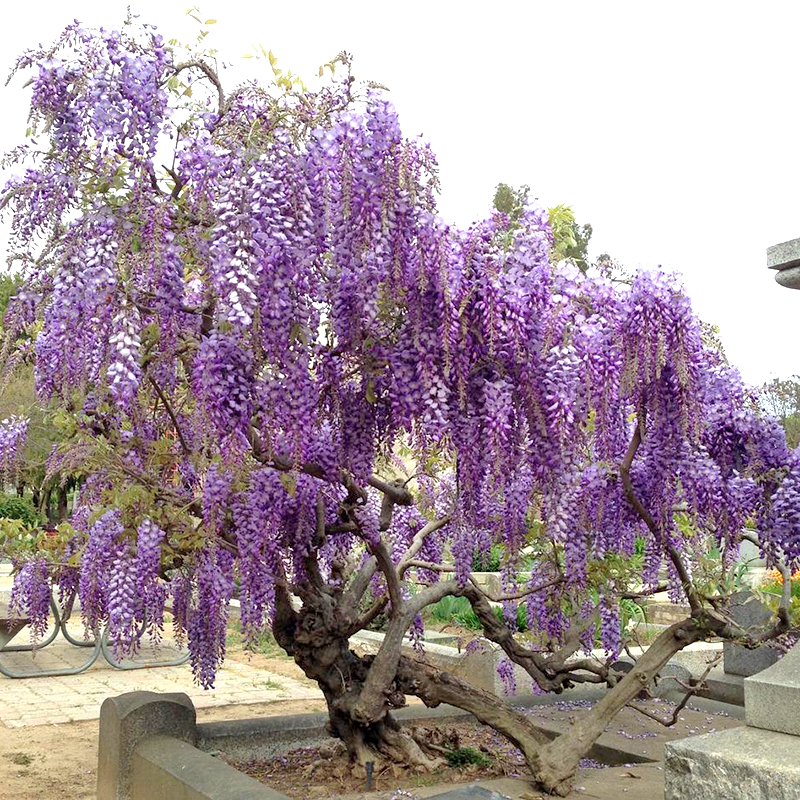 cây giống tử đằng thân gỗ, giống bonsai hoa đẹp