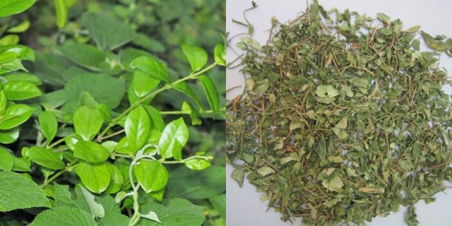 2kg Dây thìa canh hỗ trợ điều trị tiểu đường