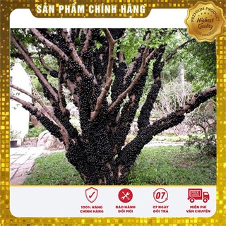 HẠT GIỐNG NHO THÂN GỖ ( 3 hạt )
