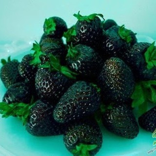 Hạt giống dâu tây đen