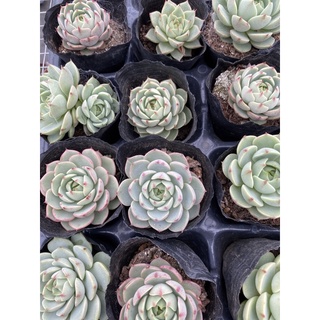 Cây sen đá vân mai_Ảnh thật🌵 [Chính hãng]⚡ [Ảnh thật] ❤ [FreeShip] ✈ [Có sẵn]