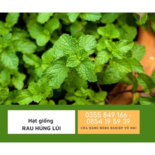 Hạt giống rau húng lủi ( rau thơm)