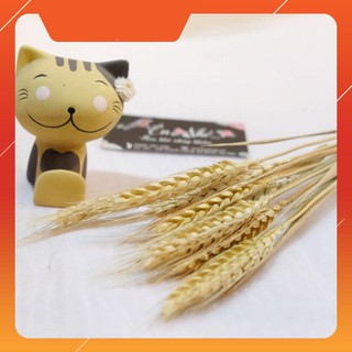 Hoa khô LÚA MẠCH từ Hà Lan decor trang trí 10 bông