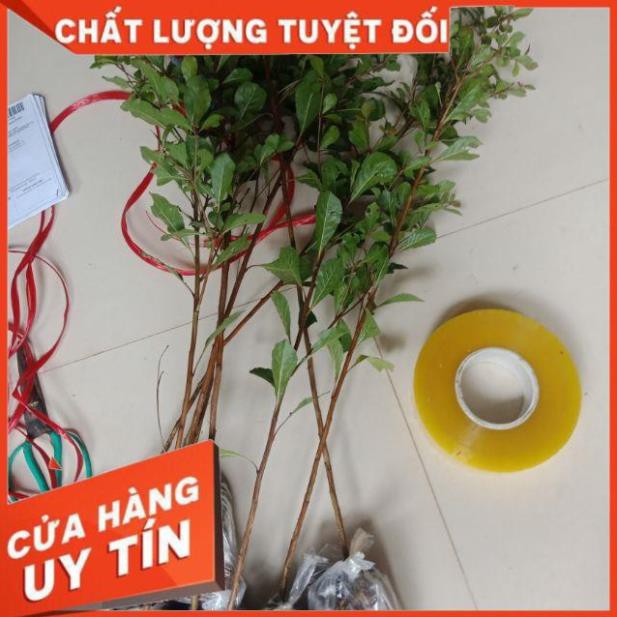 Mua 1 tặng 1 Cây Bàng Đài Loan - Bàng Lá Nhỏ