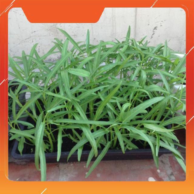 (FREESHIP - Xả Hàng) Combo 10 Khay nhựa trồng rau sạch 50 x 40 x 10 cm