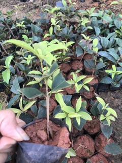 Cây hoa mộc hương giống