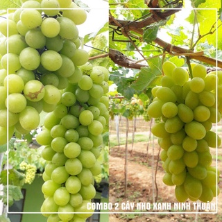 Combo 2 cây nho Xanh Ninh Thuận giá siêu tốt