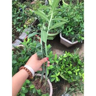 Cây giống thạch anh