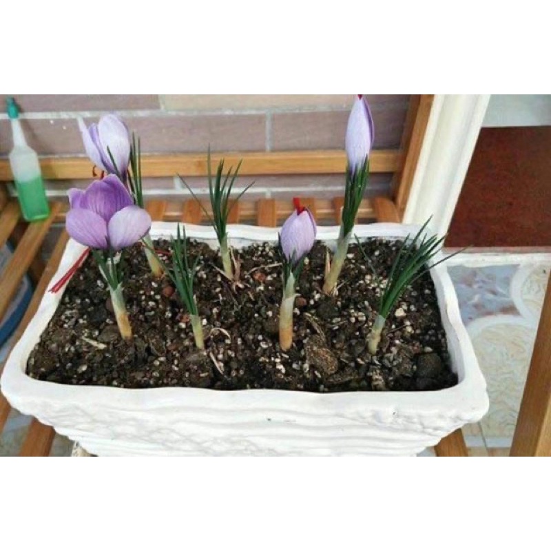 Củ hoa nghệ Tây