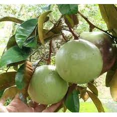 Phân bón MAX FRUIT-LỚN TRÁI VÚ SỮA Chai 1L - giúp trái to tròn, căng bóng, ngon ngọt