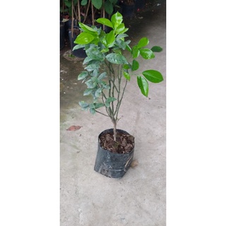 Cây quýt hồng Lai Vung(cây giống chiết cành)