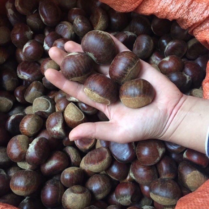 Hạt dẻ tươi Loại 1