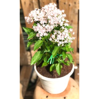 Chậu hoa Diễn Châu bông màu trắng