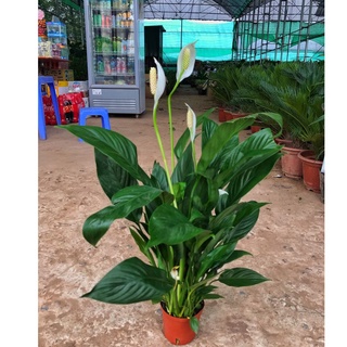 Cây lan ý cao 30cm bụi to sum hoa đẹp dễ chăm sóc thích hợp trang trí nội thất
