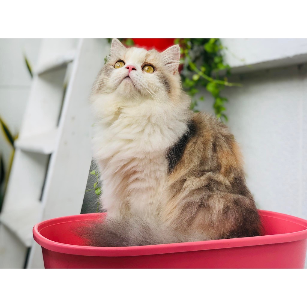 Khay và bồn vệ sinh cho mèo chậu đựng cát cho thú cưng màu sắc dễ thương