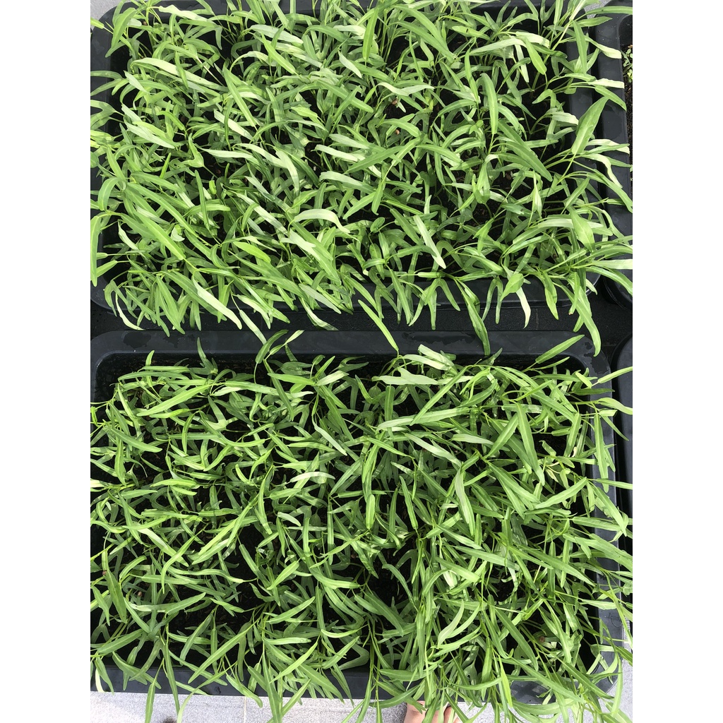 Phân bón chuyên cho rau , cây cảnh từ trùn quế gói 5kg
