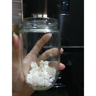 nấm  kefir