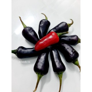 [Hạt giống Mỹ] Hạt giống ớt đen cay Hungari - tỷ lệ nảy mầm 85%  (gói 10 hạt) NHẬP KHẨU 100%