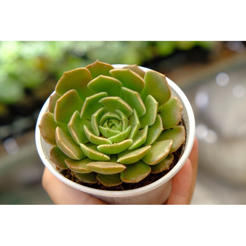 SEN ĐÁ HOA HỒNG NHĂN TO 10cm