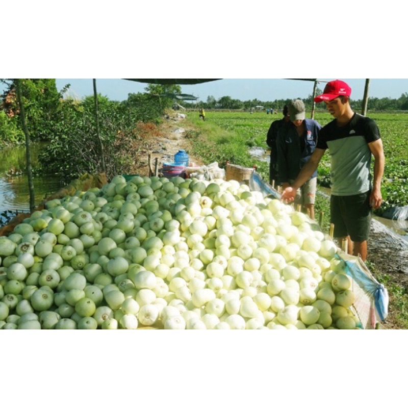 Dưa Lê Ninh Thuận Bao Ngon