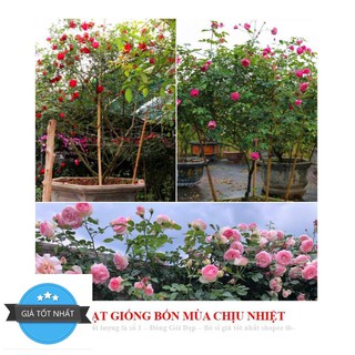 HẠT Hoa hồng quế hồng cánh kép 10 hạt ĐẾN MÙA TRỒNG TẾT