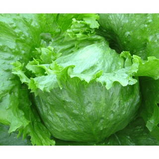 Hạt giống rau Xà lách búp (2 gram).