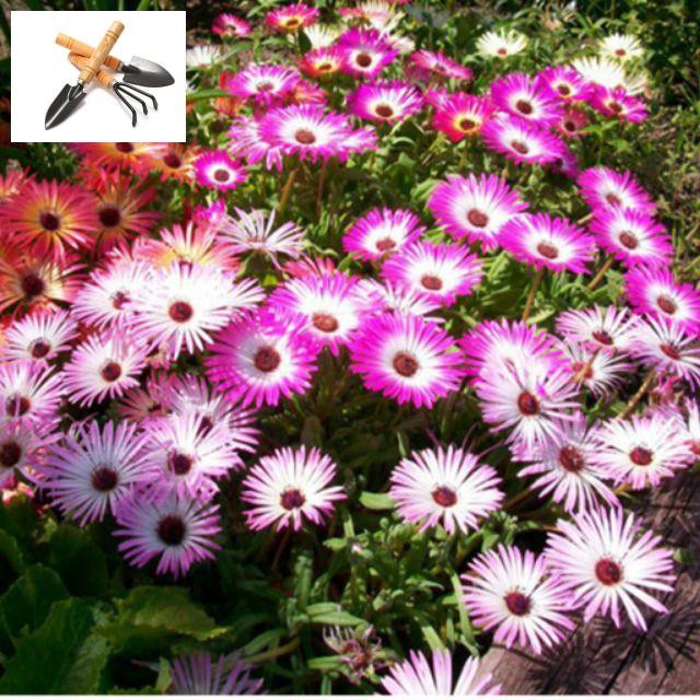 Shop 1K -100 HẠT GIỐNG MƯỜI GIỜ CHÂU PHI CÚC CẦU VỒNG MIX SIÊU DỄ TRỒNG  - Tặng thuốc kích hạt nảy mầm nhanh chóng