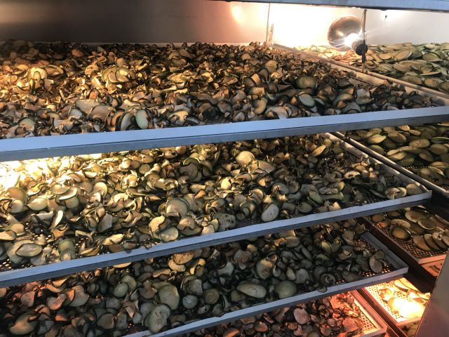 Trà sâm bí đao la hán - giải nhiệt ngày hè | BigBuy360 - bigbuy360.vn