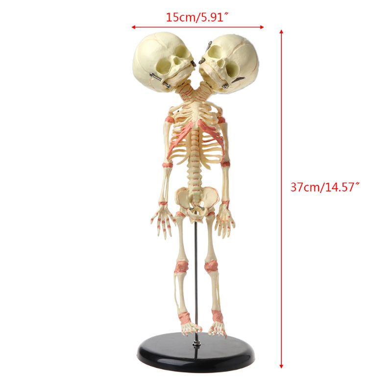 Bộ Xương Người 37cm Hai Đầu Dùng Trưng Bày Trí Não