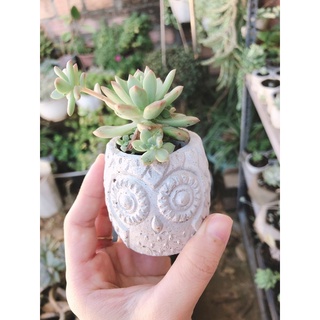 CHẬU XI MĂNG HÌNH CÚ