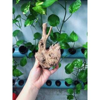 LŨA TRANG TRÍ SET UP HỒ NUÔI ỐC MƯỢN HỒN